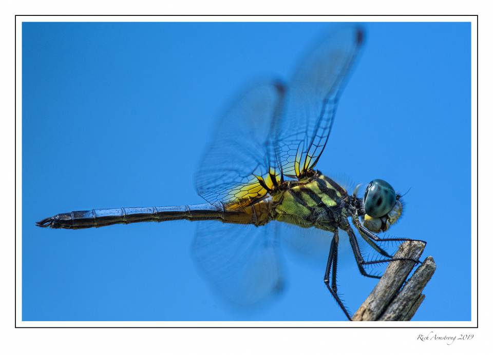dragonfly 10.jpg